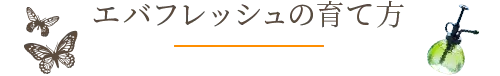 エバーフレッシュの育て方