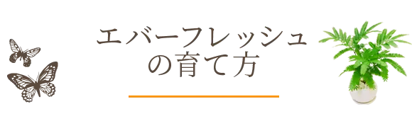 エバーフレッシュの育て方