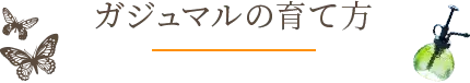 ガジュマルの育て方