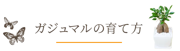 ガジュマルの育て方