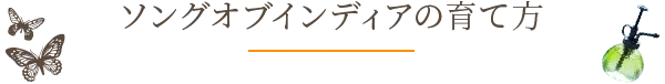 ソングオブインディアの育て方