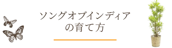 ソングオブインディアの育て方