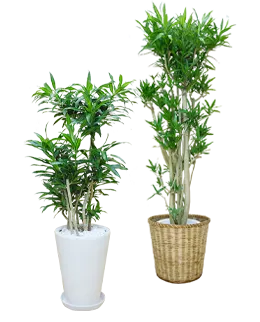 ソングオブジャマイカが2つの画像