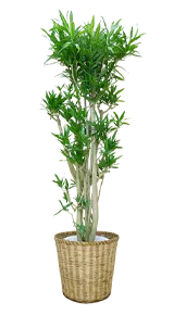 ソングオブジャマイカ全体画像