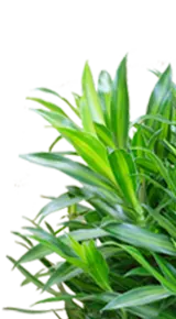 ソングオブジャマイカの葉っぱのみ画像