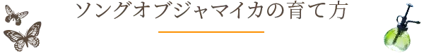 ソングオブジャマイカの育て方