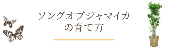 ソングオブジャマイカの育て方 観葉植物の通販 販売のオアシス