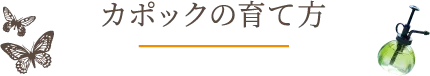 カポックの育て方