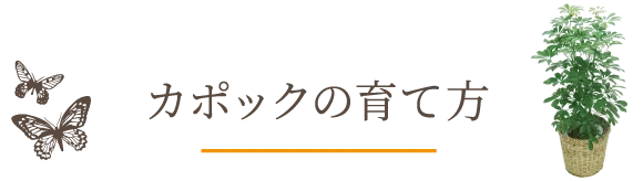 カポックの育て方