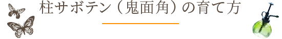 柱サボテン（鬼面角）の育て方