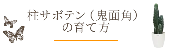 柱サボテン（鬼面角）の育て方