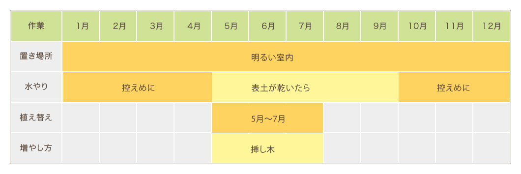 ドラセナコンパクター栽培カレンダー 置き場所・水やり・植え替え・増やし方