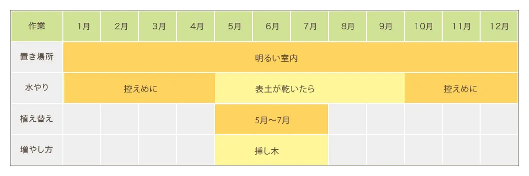 ドラセナコンパクター栽培カレンダー 置き場所・水やり・植え替え・増やし方