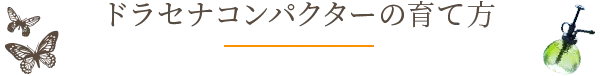 ドラセナコンパクターの育て方