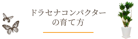 ドラセナコンパクターの育て方