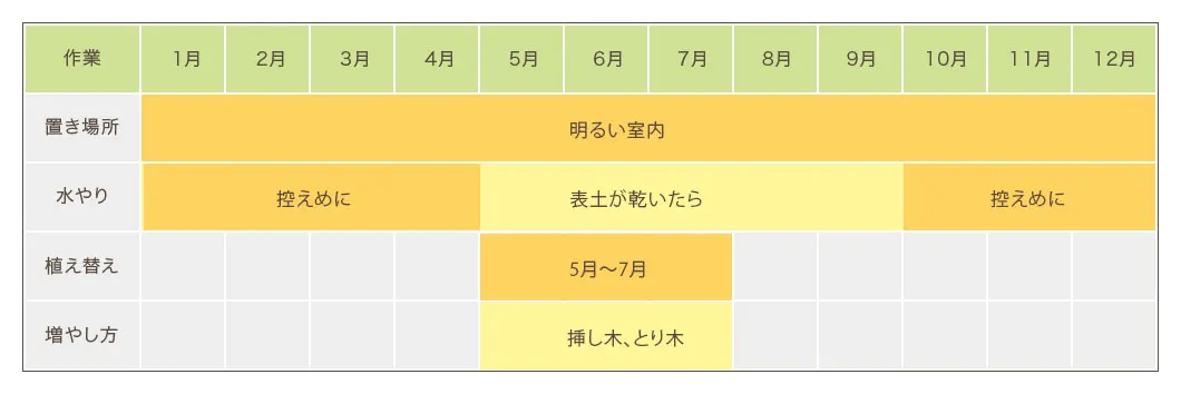 幸福の木栽培カレンダー　置き場所・水やり・植え替え・増やし方