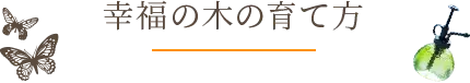 幸福の木の育て方