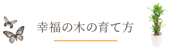 幸福の木の育て方