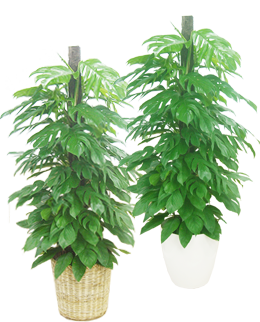 マングーカズラの育て方 観葉植物の通販 販売のオアシス マングーカズラの育て方 観葉植物の通販 販売のオアシス