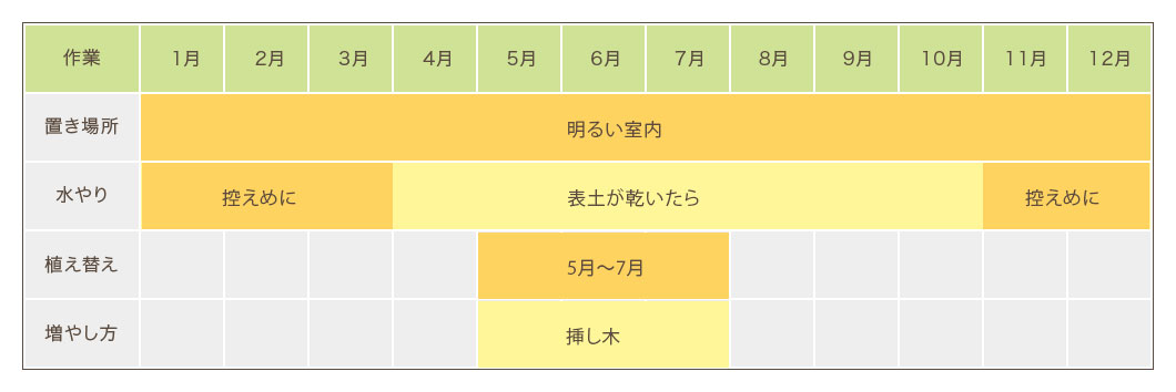 マングーカズラ栽培カレンダー 置き場所・水やり・植え替え・増やし方