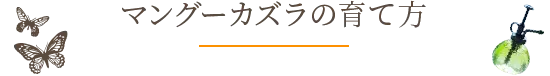 マングーカズラの育て方