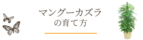 マングーカズラの育て方