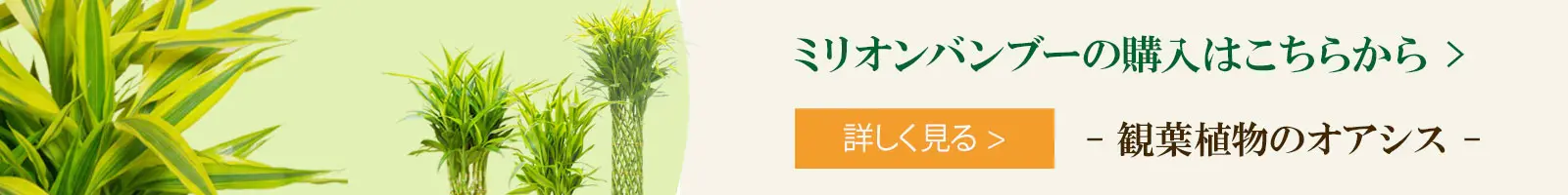ミリオンバンブー購入はこちらから