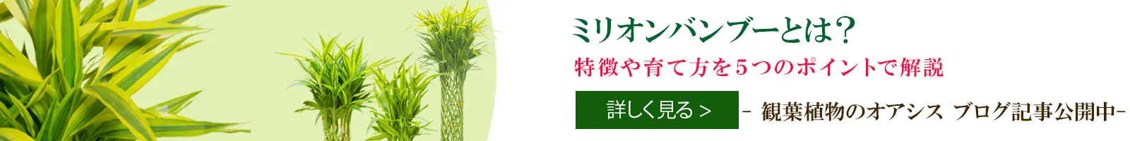 ミリオンバンブーとは？特徴や育て方を５角ポイントで解説
