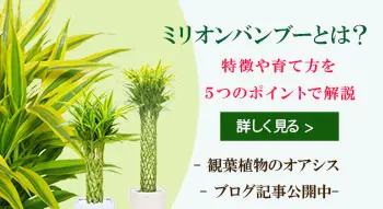 ミリオンバンブーとは？特徴や育て方を５角ポイントで解説