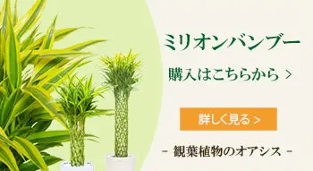 ミリオンバンブー購入はこちらから