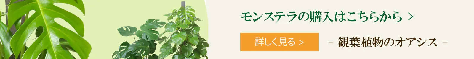 モンステラの購入はこちらから