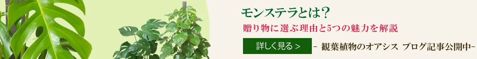 モンステラとは？贈り物に選ぶ理由と5つの魅力を解説