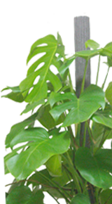 モンステラの育て方 観葉植物の通販 販売のオアシス モンステラの育て方 観葉植物の通販 販売のオアシス