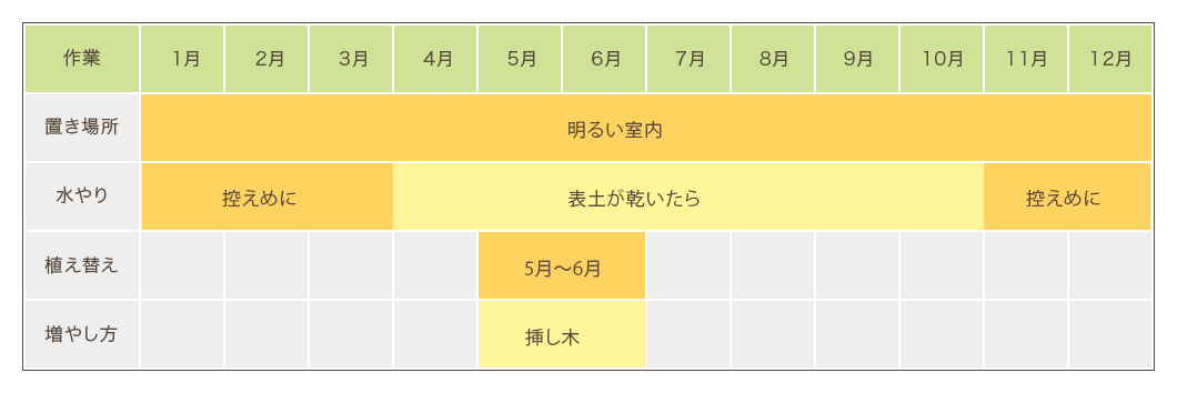 モンステラ栽培カレンダー 置き場所・水やり・植え替え・増やし方