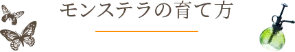 モンステラの育て方