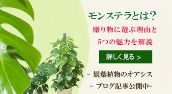 モンステラとは？贈り物に選ぶ理由と5つの魅力を解説