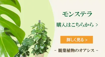 モンステラの購入はこちらから
