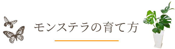 モンステラの育て方