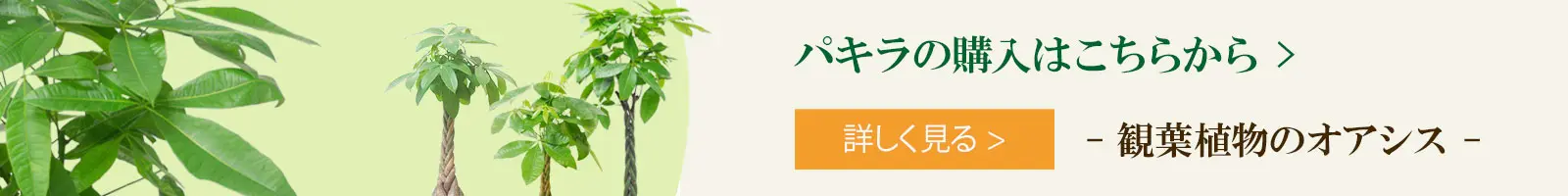 パキの購入はこちらから