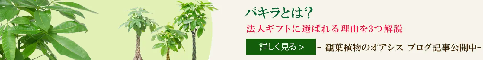 パキラとは？法人ギフトに選ばれる理由を3つ解説