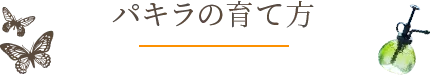 パキラの育て方