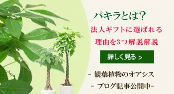 パキラとは？法人ギフトに選ばれる理由を3つ解説