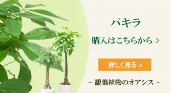 パキラの購入はこちらから