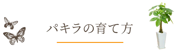 パキラの育て方