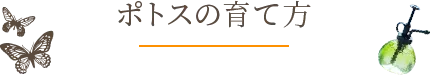 ポトスの育て方