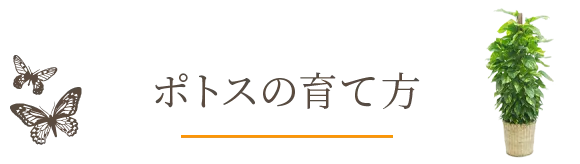 ポトスの育て方