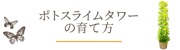 ポトスライムタワーの育て方