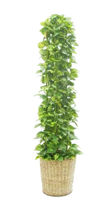 ポトスタワー全体画像