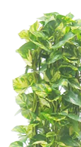 ポトスタワー葉っぱのみ画像