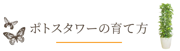 ポトスタワーの育て方 観葉植物の通販 販売のオアシス
